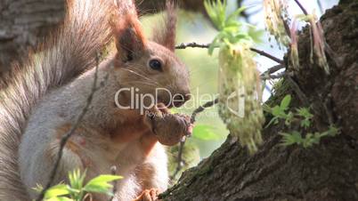 HD Squirrel sitting on tree in park
