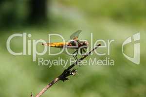 Plattbauchlibelle / Broad-bodied Chaser (Libellula depressa)