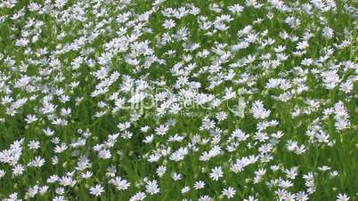 HD Spring Chamomile meadow