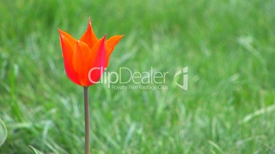 HD Single Red tulip on green grass background