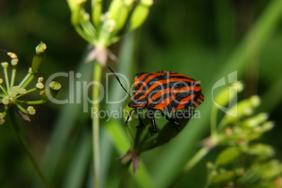 Streifenwanze / Strip bug (Graphosoma lineatum)
