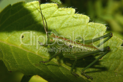Grosses Gruenes Heupferd / Large green grasshopper (Tettigonia v