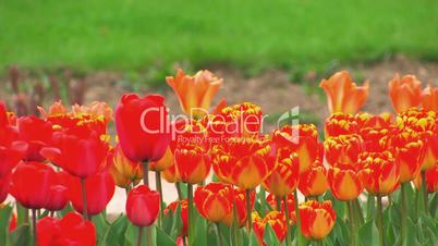 HD Flower Bed of swaying red and yellow tulips