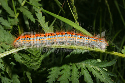 Mondvogelraupe / Buff-tip (Phalera bucephala) - Caterpillar