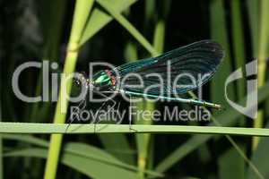 Blaufluegel-Prachtlibelle / Beautiful Demoiselle (Calopteryx vir