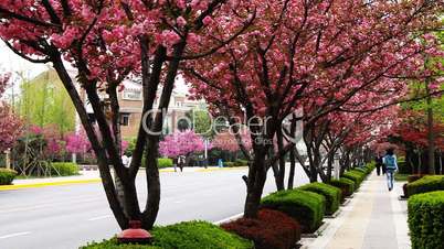 pavement with cherry blossom 4