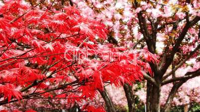 maple and cherry blossom 1