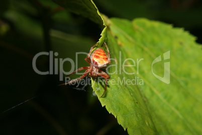 Kreuzspinne / Orb-weaving spiders (Araneus)