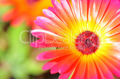 Closeup of pink daisy-gerbera