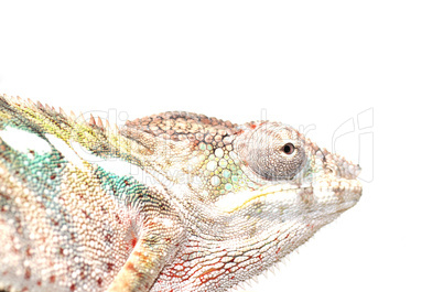 chameleon portrait