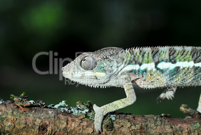 panther chameleon