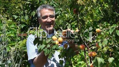 Happy farmer shows harvest - Peach tree - Agriculture