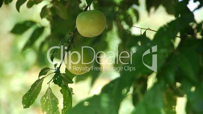 Fresh green plum fruit hanging on tree - Agriculture - Farm
