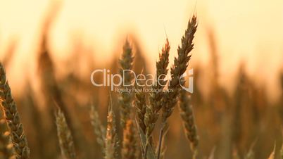 wheat at sunset