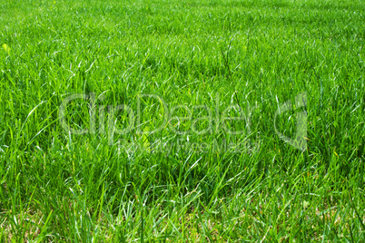 Grasfläche