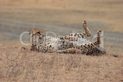 Gepard auf dem Rücken
