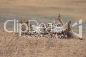 Gepard auf dem Rücken