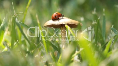 flying ladybug