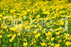 meadow with buttercup
