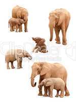 Set of Elephants Isolated