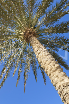 Palm Tree Against a Perfect Blue Sky