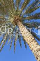 Palm Tree Against a Perfect Blue Sky