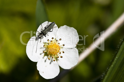 Wild Strawberry and Oedemeridae