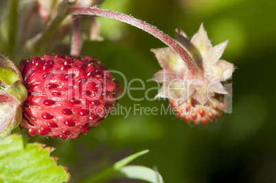 Wild Strawberry - Fragaria vesca