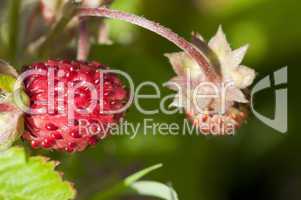 Wild Strawberry - Fragaria vesca