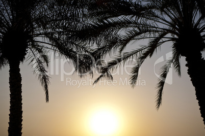 Sunset Behind Palm Trees