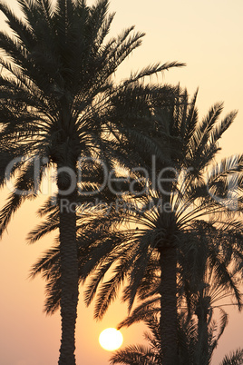 Sunset Behind Palm Trees
