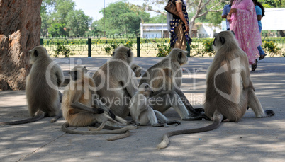 Affengruppe in Indien