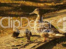 duckfamily