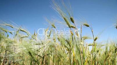 ears of wheat.