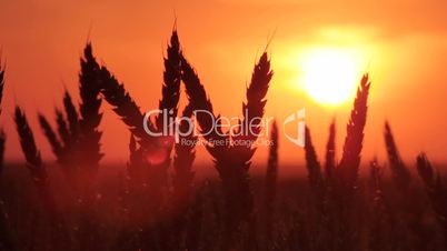 wheat at sunset