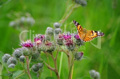 Schmetterling Distelfalter auf lila Disteln