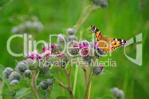 Schmetterling Distelfalter auf lila Disteln