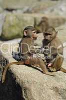 Baby Baboons