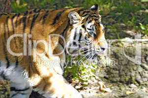 Tiger Closeup