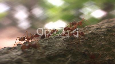 Ants crawl along a branch