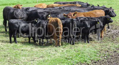 Herd of Cattle