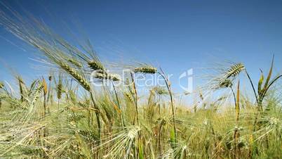 ears of wheat.