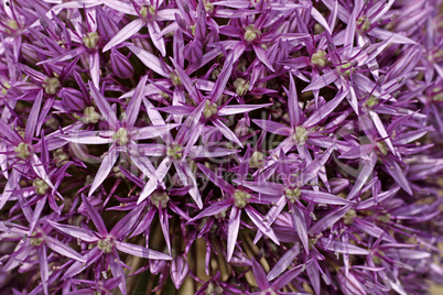 Allium, Zierlauch