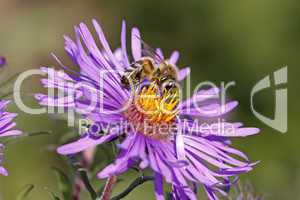 Biene auf Rauhblattaster (Aster novae-angliae)
