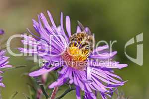 Biene auf Rauhblattaster (Aster novae-angliae)