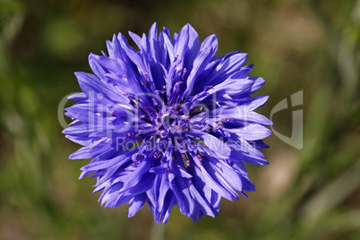 Centaurea cyanus, Kornblume