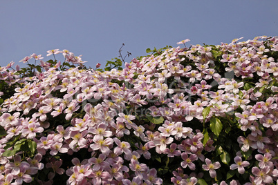 Clematis montana, Anemonen-Waldrebe (Anemonenwaldrebe)