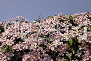 Clematis montana, Anemonen-Waldrebe (Anemonenwaldrebe)