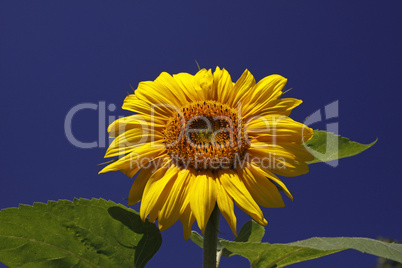 Helianthus, Sonnenblume