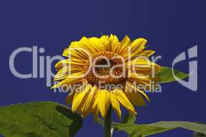 Helianthus, Sonnenblume